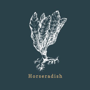 Vektör horseradish kroki. Çizilmiş baharat ot. Organik, eko bitki botanik Illustration. Çiftlik için kullanılıyor, etiket vb alışveriş.