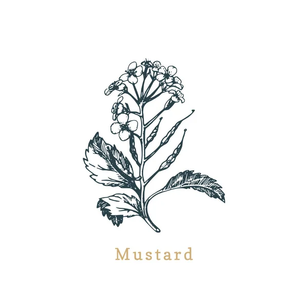 ベクトル マスタード スケッチ 描かれたスパイスや薬草 エコ植物の植物のイラスト ファームのステッカーを使用すると 店のラベルなど — ストックベクタ