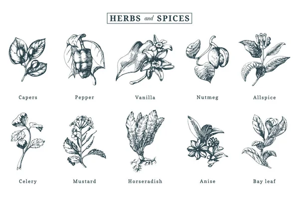 Herbs Spices Set Hand Drawn Officinalis Medicinal Cosmetic Plants Engraving — Stock Vector