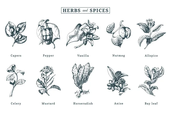 Set Hierbas Especias Officinalis Dibujado Mano Plantas Medicinales Cosméticas Grabado — Vector de stock