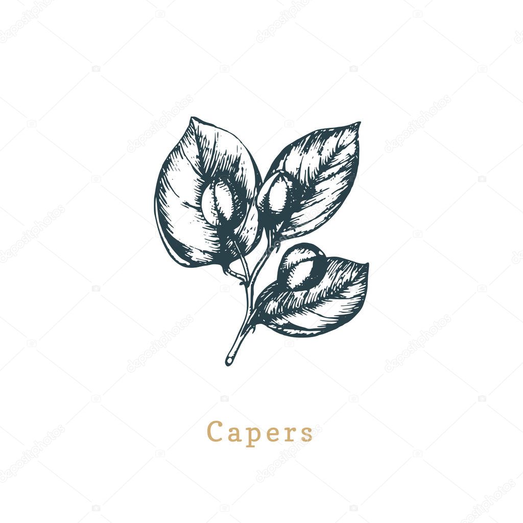 Vector capers sketch. Drawn spice herb. Botanical illustration of organic, eco plant. Used for farm sticker, shop label etc.
