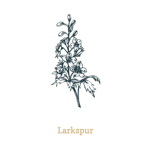 Illustrazione vettoriale del delfinio. Schizzo disegnato a mano di Larkspur fiore selvatico in stile incisione. Impianto botanico isolato . — Vettoriale Stock