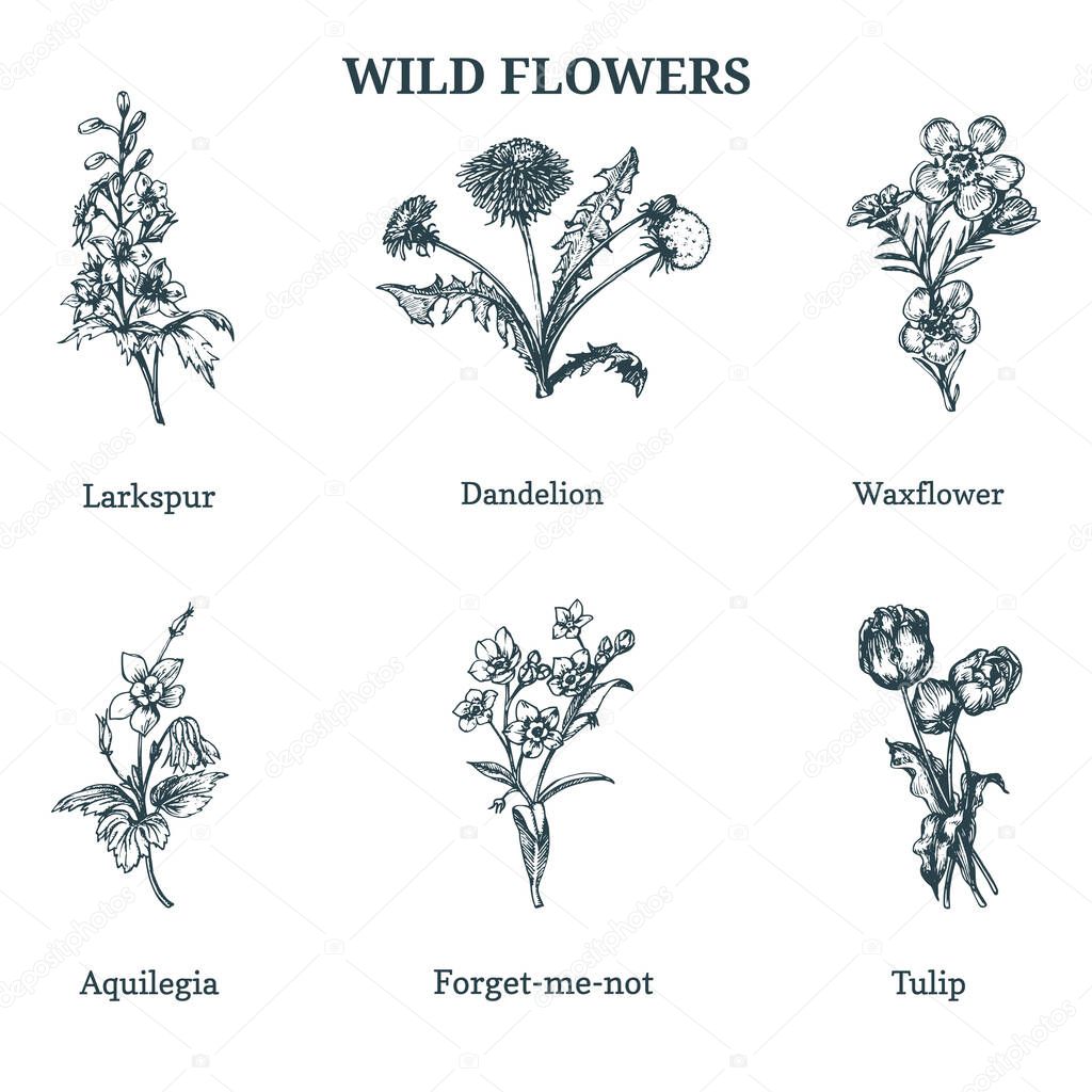 Wild flowers vector illustrations. Hand drawn sketches set in engraving style. Botanical plants isolated.