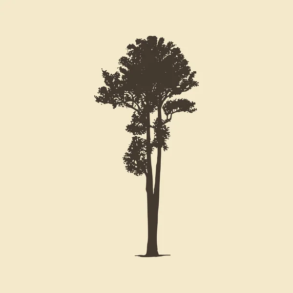アッシュ手描きのシルエット。落葉樹や針葉樹のベクトルスケッチ. — ストックベクタ