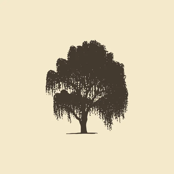 Willow eller Birch, handritad siluett. Vektorskiss av lövträd. — Stock vektor