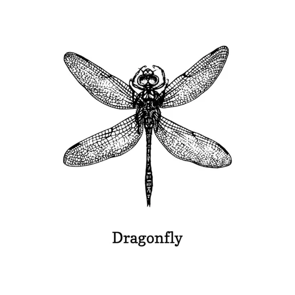 Ilustração vetorial de libélula. Esboço desenhado à mão de inseto em estilo vintage . — Vetor de Stock