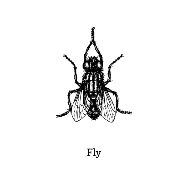 Ilustração do vetor da mosca. Esboço desenhado à mão de inseto em estilo vintage . — Vetor de Stock