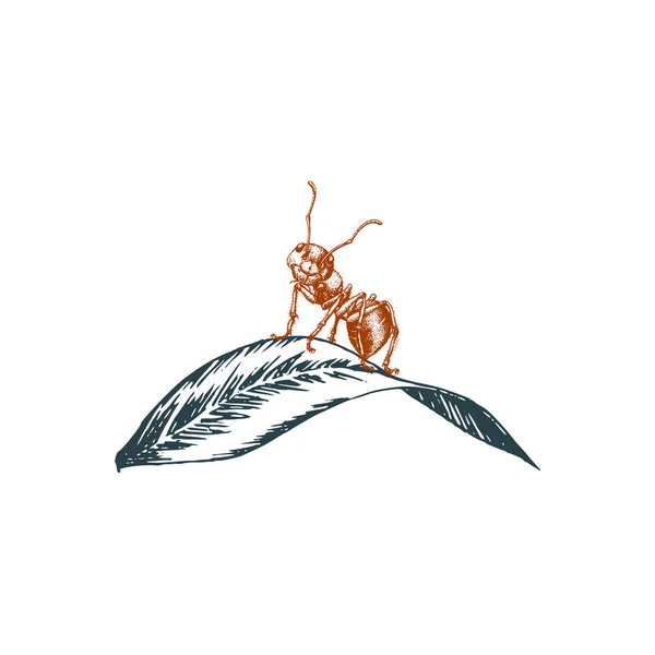 Ant sedí na listu, grafické znázornění ve vektoru. Ručně kreslený hmyz v rytém stylu. — Stockový vektor