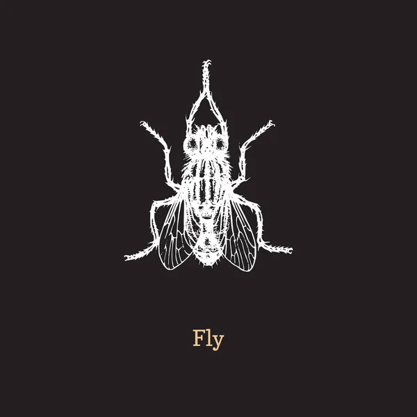 Fly vector illustration on black background (em inglês). Esboço desenhado à mão de inseto em estilo vintage . — Vetor de Stock