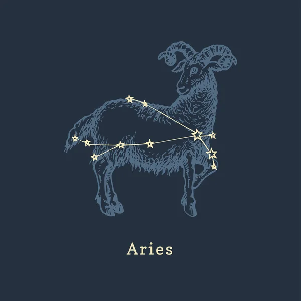 Constelação do zodíaco de Áries em estilo gravura. Vetor retrô ilustração gráfica do signo astrológico Ram . —  Vetores de Stock