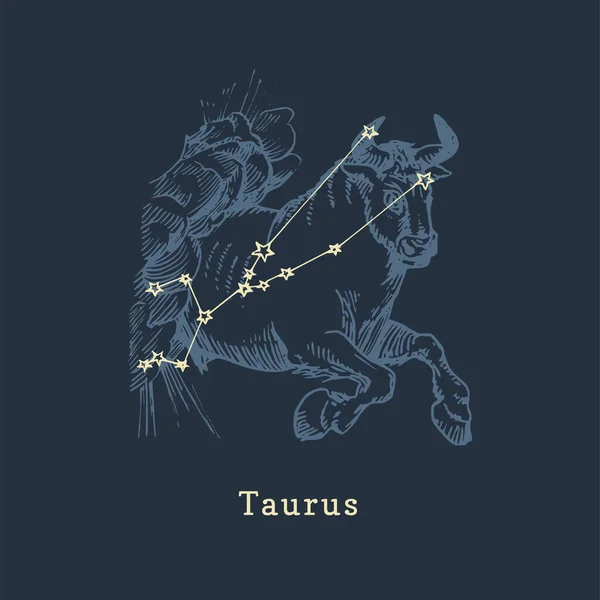 Constelación zodiacal de Tauro en estilo grabado. Ilustración retrográfica vectorial del signo astrológico Bull . — Vector de stock