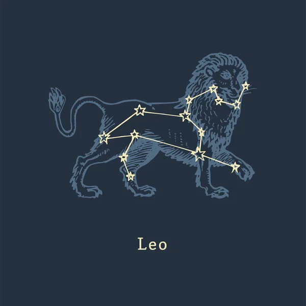 Leo 'nun oyma tarzında Zodiac takımyıldızı. Astrolojik işaretin vektör retro grafik çizimi Aslan. — Stok Vektör