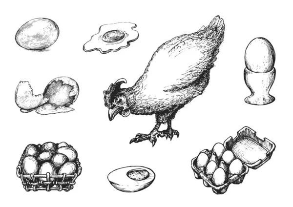 Ilustrações gráficas de produtos avícolas em vetor. Conjunto desenhado à mão de produção hennery em estilo gravura . —  Vetores de Stock