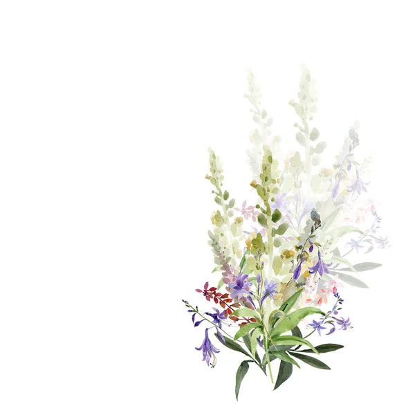 Ilustración en acuarela de flores silvestres, pintura sobre fondo blanco y coloreado —  Fotos de Stock