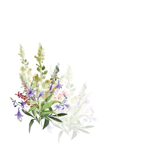 Watercolor illustration of wildflowers, painting on a white and colored background — Stock Photo, Image