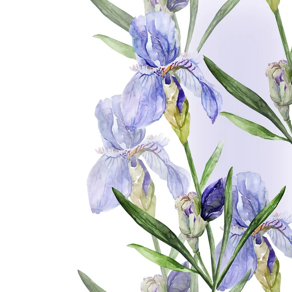 Watercolor picture of irises on a colored background — Stock Photo, Image