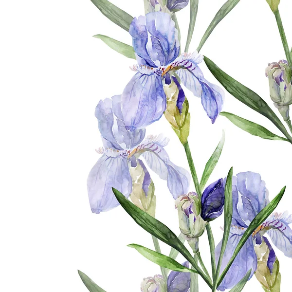 Aquarel foto van irissen op een gekleurde achtergrond — Stockfoto