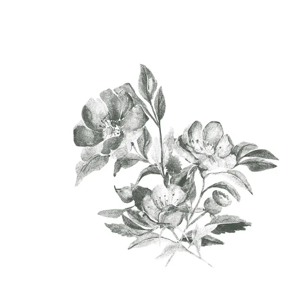ローズヒップの開花枝 — ストック写真