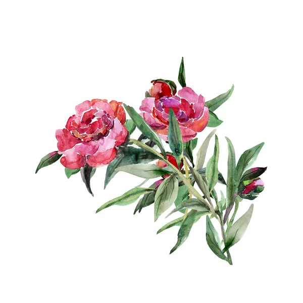 Peonie modello, fiori acquerello illustrazione — Foto Stock