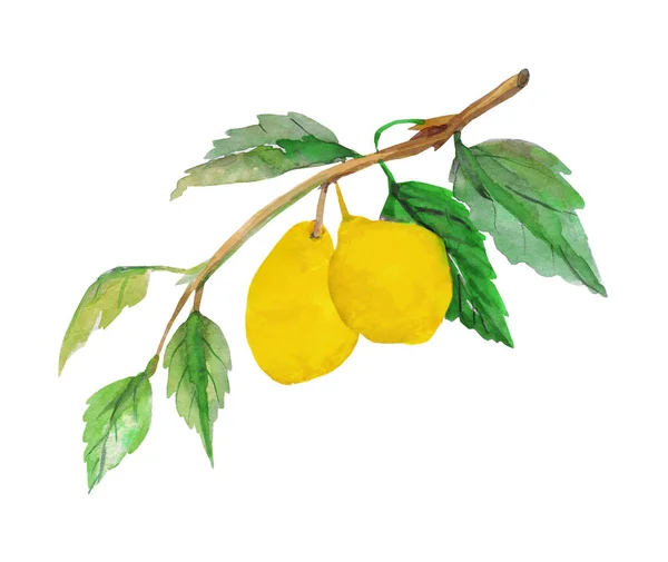 白と色の背景にレモンのパターン — ストック写真