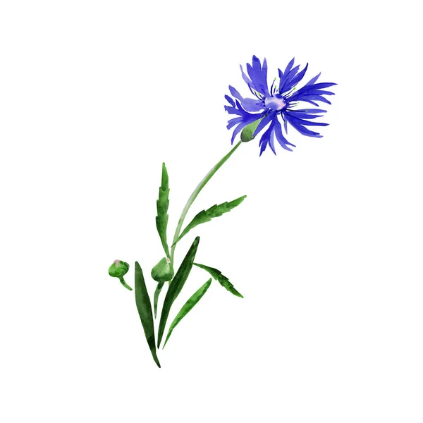 Illustration Aquarelle Bouquet Fleurs Sauvages Bleuets Sur Fond Coloré — Photo