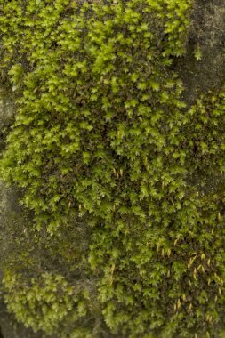 Taş yosun closeup çekim 