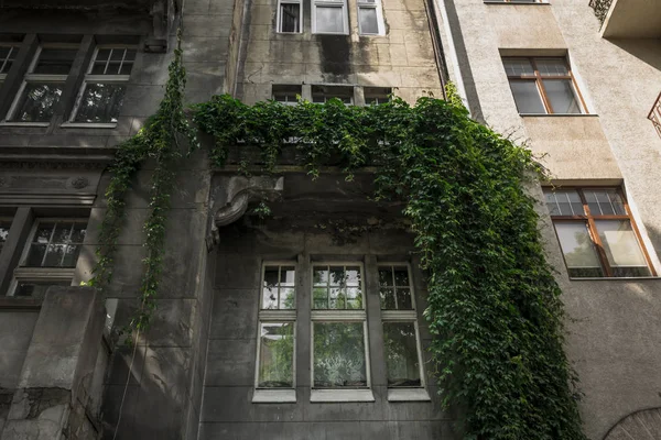 Vieille fenêtre en bois et bâtiment couvert de vigne verte — Photo