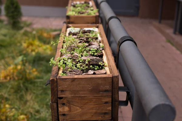 Flower beds with grass on the railing near the restaurant — Stock Photo, Image