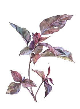 Suluboya Reyhan sağlıklı bitki  