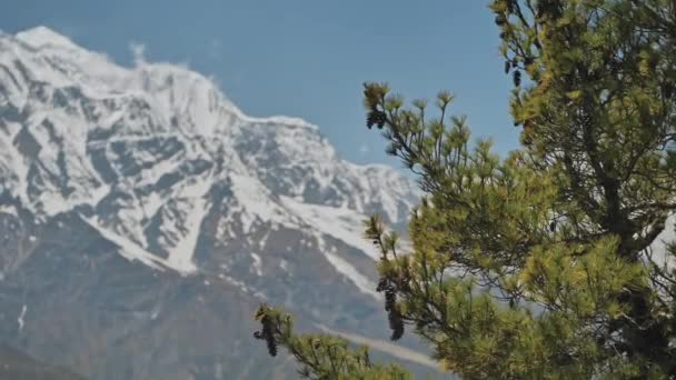 Wyżyny, zielona sosna z dużymi szyszkami przed śnieżną górą, błękitne niebo, Nepal — Wideo stockowe