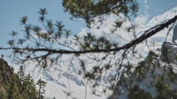Belleza montaña de nieve inaccesible Annapurna II escondido con ramas de pino, Nepal — Vídeo de stock