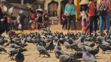 Nepal Katmandu caddesinde yürüyen insanlar arasında kaldırımlı meydanda güvercin sürüsü