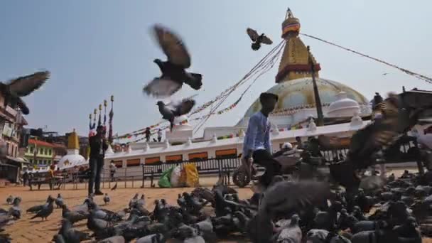 Katmandu, Nepal - Circa, 2019: Kille jagar flock duvor nära Boudhanath stupa — Stockvideo