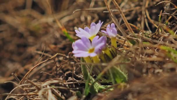 高地の春、プリムラ・ヴェリスの紫色の柔らかい花の花弁が風に揺れる — ストック動画