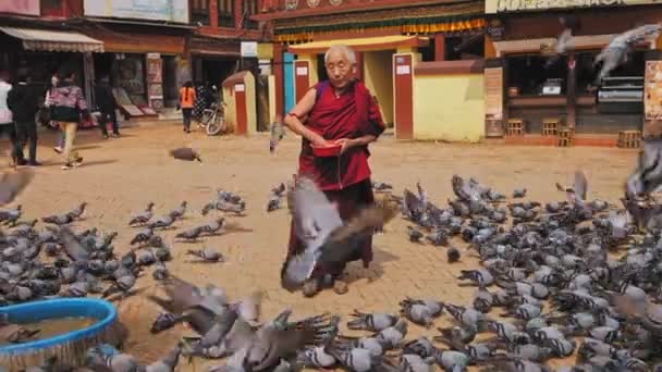 Katmandu, Nepal - Circa, 2019: Buddhistmunk i rött tyg kastar korn för duvor — Stockvideo