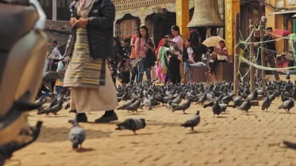 Kathmandu, Nepal - Circa, 2019: Туристи на площі на вулиці, махаючи голубами. — стокове відео