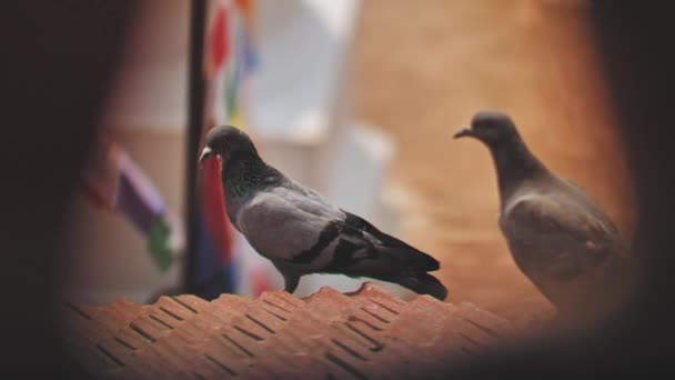 Paire de colombes assis sur le toit carrelé près des drapeaux accrochés par Bouddhanath stupa, Katmandou — Video