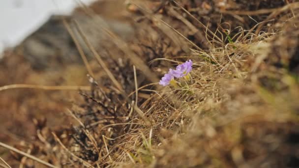 Highlands wiosna, mały purpurowy kwiat primula kwitną na ostrym zboczu góry — Wideo stockowe