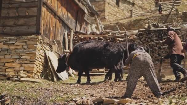 GHYARU, NEPAL - CIRCA, 2019 : Femme népalaise houes sol rocheux, laboureur champs de charrues — Video