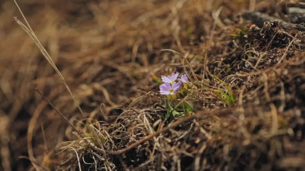 高地の春、ライラックの花弁の花、乾燥した草の間でプリムラ・ヴェリスが成長する、ネパール — ストック動画