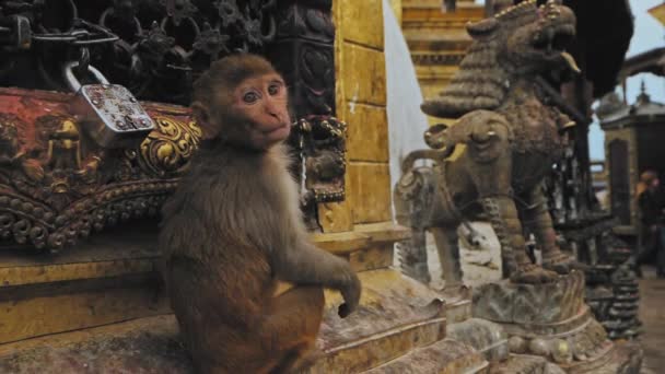 Mała małpka siedzi przy zamkniętej kratownicy w pobliżu posągu w świątyni Swayambhunath, Katmandu — Wideo stockowe