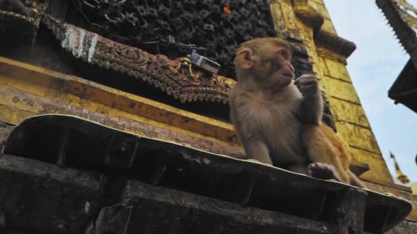 Περίεργη μαιμού μωρό τρώει δίπλα περίτεχνο τοίχο στο ναό Swayambhunath, Κατμαντού — Αρχείο Βίντεο