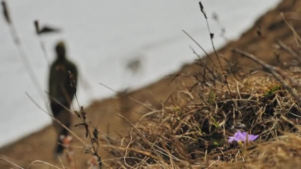 Highlands spring, small purple primrose flower bloom near severe snow slope — Stock Video