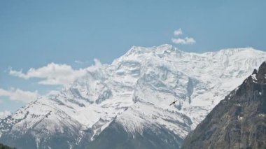 Kuşlar, Annapurna Zirvesi 'nin kasvetli karlı yüzüne karşı süzülür, Nepal