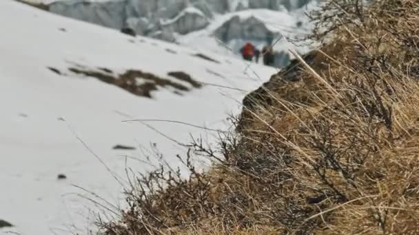 Kuru çimenler rüzgarda sallanıyor, kar dağı yamacında bulanık insanlar siluetleri, Nepal — Stok video