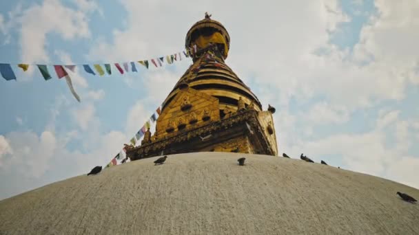 Holubice sedící na stodole Swayambhunath s ozdobným zlatým vrcholem — Stock video