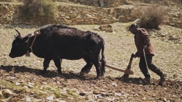 GHYARU, NEPAL - CIRCA, 2019: Los bueyes tiran del arado, el labrador nepalés en el campo montañoso — Vídeos de Stock