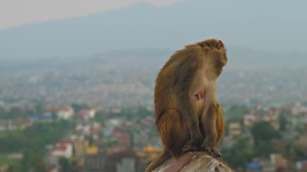 Γυναίκα μαϊμού κάθεται στην άκρη στο ναό Swayambhunath, παρατηρήστε Kathmandu cityscape — Αρχείο Βίντεο