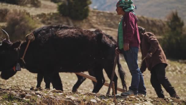 Ghyaru, Nepál - Circa, 2019: Nepáli nő a mezőn, szántás ökrökkel — Stock videók