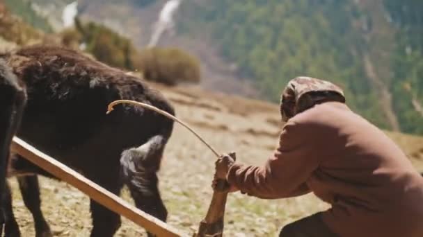Ghyaru, Nepál - Circa, 2019: Nepálský rolník orající skalnaté vrchoviště — Stock video